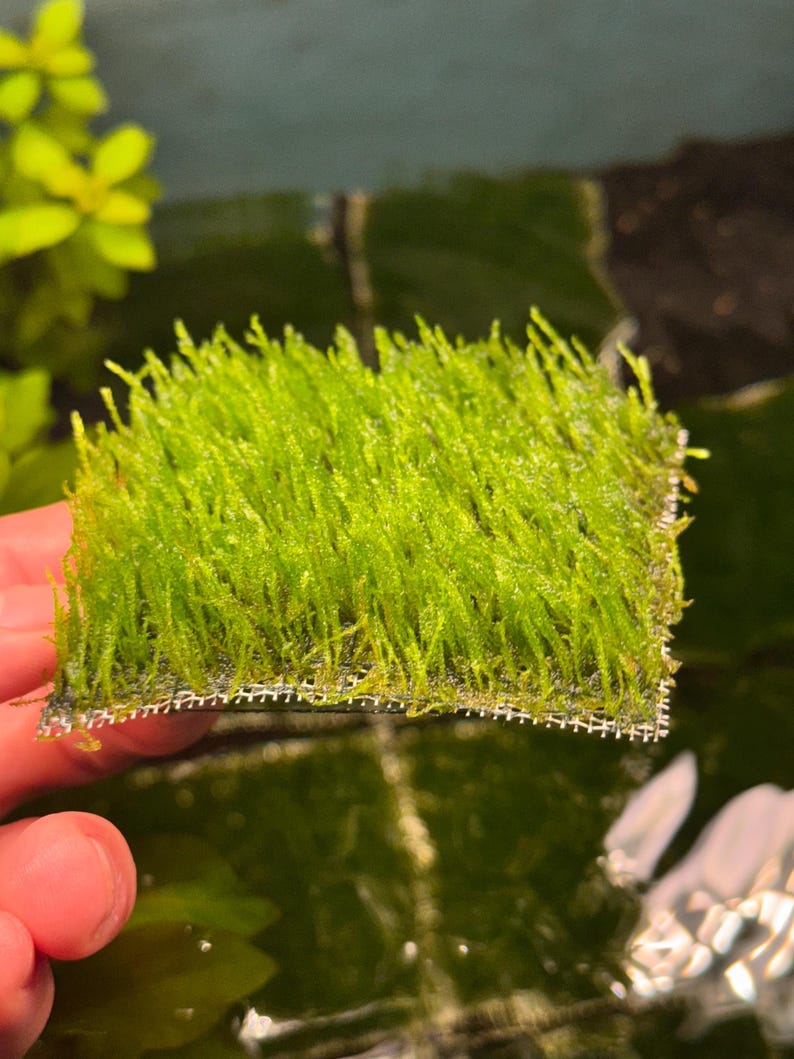 May include: A vibrant green aquatic moss, likely for aquascaping, is shown. The moss is attached to a fine mesh, creating a dense, textured appearance. The image is taken in an aquatic environment, with water and other plants visible.