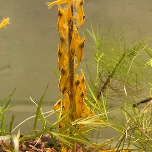 May include: A group of yellow shrimp are clustered together on a thin brown stick in a clear tank. The shrimp are all facing the same direction and appear to be feeding.