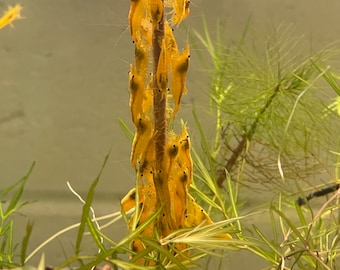 Shrimp sticks COLOR and SHELL HEALTH - shrimp food for freshwater shrimp