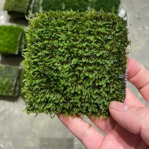 May include: A square of vibrant green moss, held in a hand, showcasing its dense, textured surface. Other moss squares are visible in the background. The moss appears fresh and healthy, ideal for terrariums or decorative purposes.