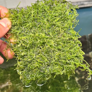 May include: A vibrant green aquatic plant, likely moss, is held in a hand above water. The plant has a dense, textured appearance with numerous small, delicate leaves. The water's surface reflects the plant and surrounding environment.
