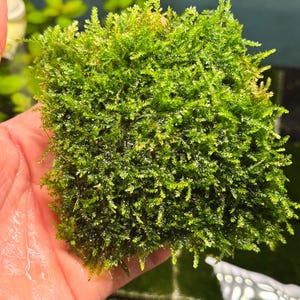 May include: A vibrant green aquatic moss, held in a hand, showcasing its dense, textured surface. The moss appears healthy and lush, with a slightly uneven shape. The image highlights the natural, organic texture of the plant, suitable for aquarium or terrarium use.