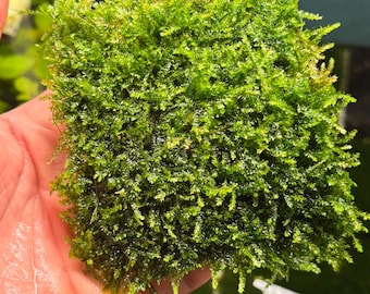 Mini Taiwan Moss Aquarium Plant Rare Taxiphyllum Alternans Live Moss Freshwater Aquascape Low Light Shrimp Safe Plant
