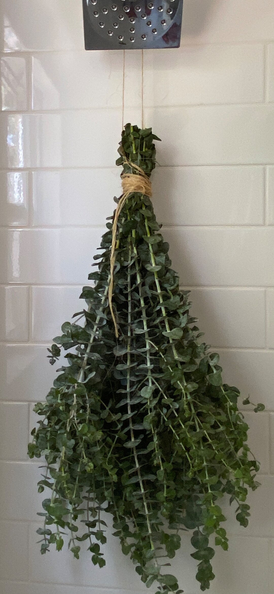 Fresh Eucalyptus Shower Bundle, Eucalyptus Plant, Eucalyptus Shower Etsy