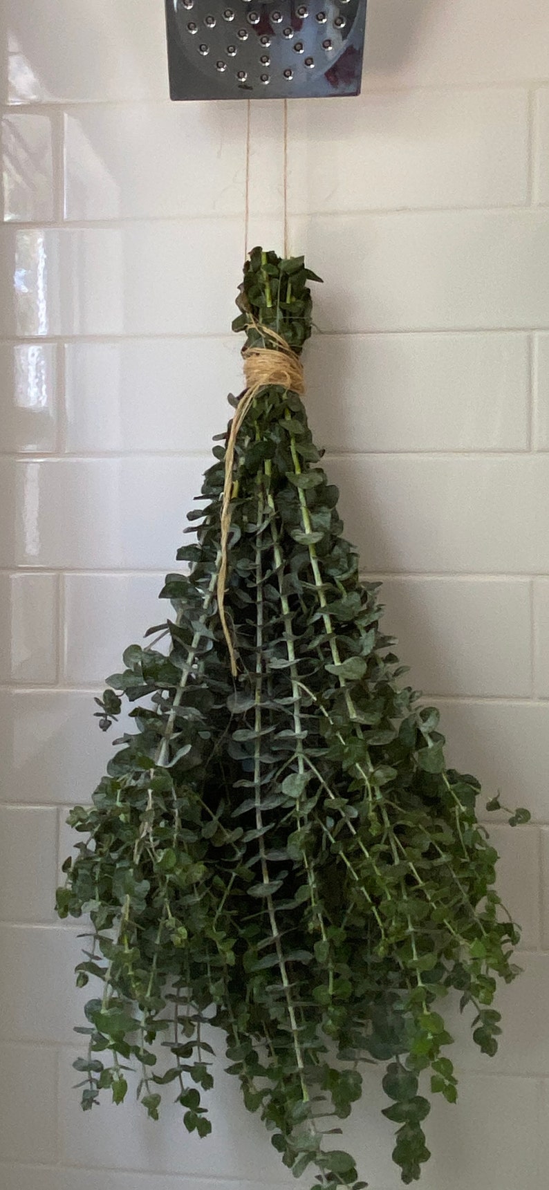 Fresh Eucalyptus Shower Bundle, Eucalyptus Plant, Eucalyptus Shower - Etsy