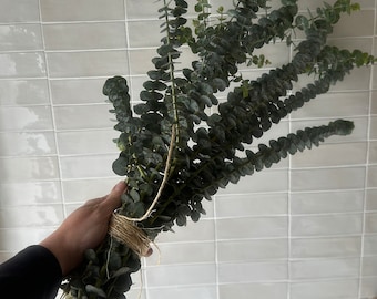Fresh Eucalyptus Shower Bundle, Eucalyptus Plant, Eucalyptus Shower - Etsy