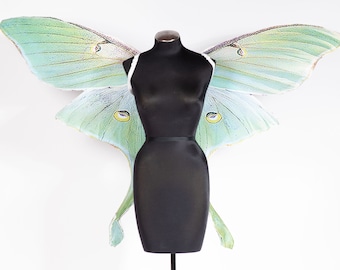 Green Luna moth mega wing