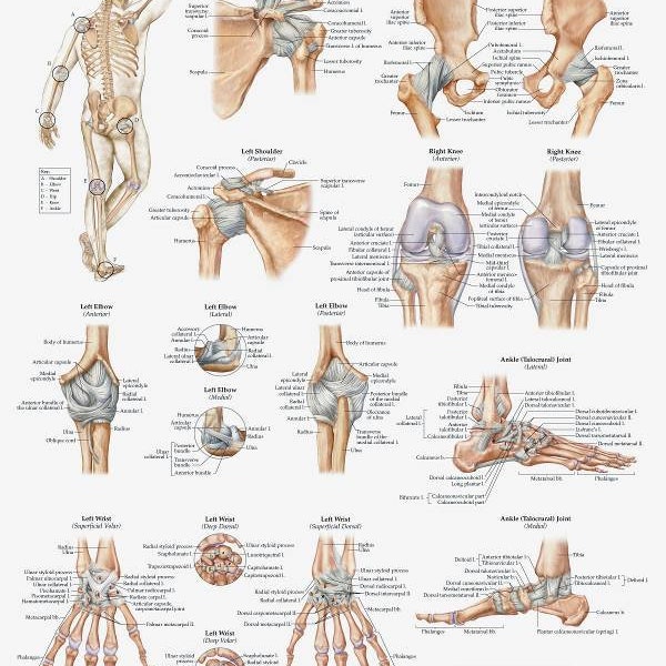 Ligaments of the Joints System Chart Poster Print Anatomical Human Body Premium Quality Free Shipping