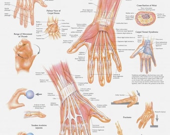 Hand and Wrist Anatomical Chart - Etsy