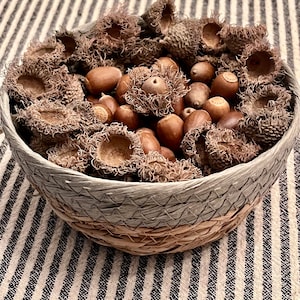 Acorns from a Bur Oak Tree-Caps and Nuts, real acorns natural acorn caps crafts vase filler DIY weddings pest-free holiday acorn