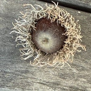 Puede incluir: Una bellota marrón con una cúpula texturizada distintiva que presenta largos flecos finos y similares a pelos que se extienden hacia afuera. La nuez es lisa, redondeada y de color marrón oscuro, contrastando con el aspecto claro y fibroso.