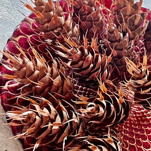 Pinecones-Real Douglas Fir-Cleaned, baked and sealed. Ready for your next craft project, wreath, table decor, wedding, vase filler and more.