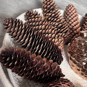 Lacquered Pinecones: Rustic Home Decor, DIY Crafts - Minnesota Harvest