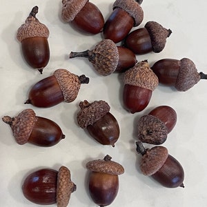 Jumbo Natural Acorns: Cleaned and Glazed Holiday Decor Real Acorns Craft Supply