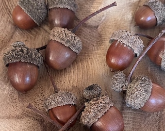 Glands à longue tige, véritables glands de chêne à gros fruits vernissés, longue tige, cadeau romantique pour mariage, cadeau naturel rustique, artisanal