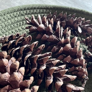 Natural pinecones-Eastern White Pinecones, real hand sealed, perfect for crafts, vase filler, wreaths, weddings, holiday home decor, and DIY