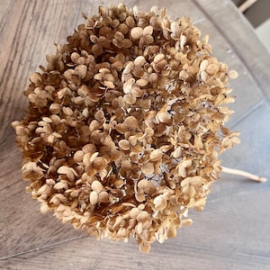 May include: A close-up of a dried hydrangea flower head, displaying a range of brown and tan hues. The flower's spherical form is composed of numerous small, dried petals. The stem is visible, and the flower rests on a light-toned wooden surface.