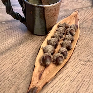 Bur Acorns, Real Bur Oak Acorns, Natural Bur Acorns, great for natural crafts, weddings, holiday decor.