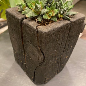 Puede incluir: Una pequeña planta suculenta con hojas verdes y manchas blancas plantada en una maceta cuadrada de madera marrón oscuro. La maceta tiene un aspecto rústico y envejecido con vetas y grietas visibles.