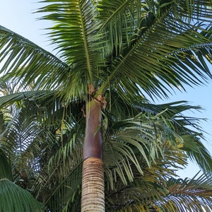 Satakentia Palm Seeds - 25 seed pack - Aug / Sept only