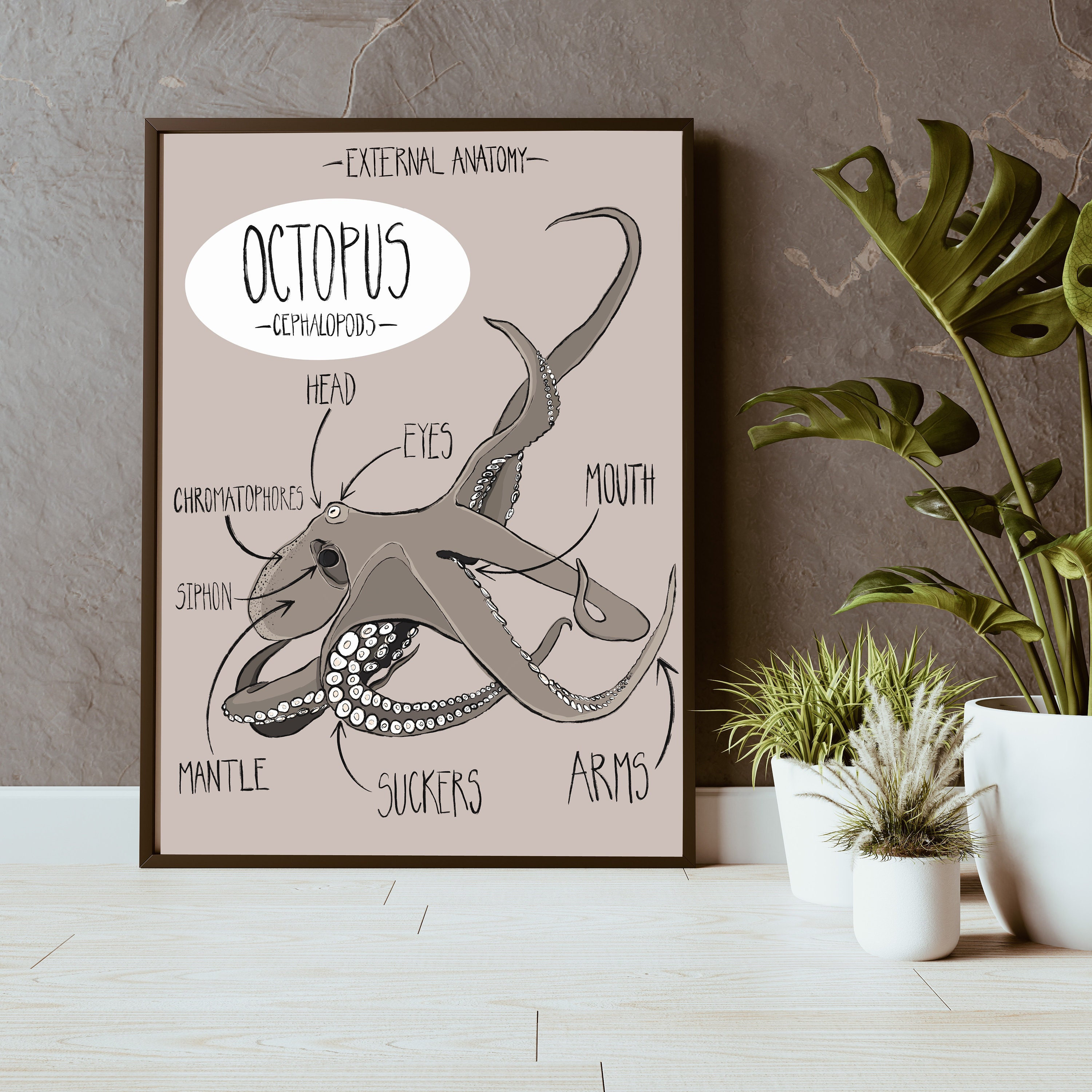 Octopus External Anatomy