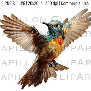 Humming Bird Clipart | Humming Bird Transparent PNG | Exotic Bird Avian Graphic Design Illustration | Sublimation Design | Commercial Use