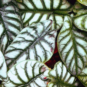Digital download: Alocasia Dragon Scale