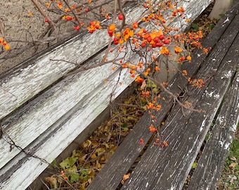 Oriental Bittersweet 3 Printables The last pop of brilliant orange before winter snows set in