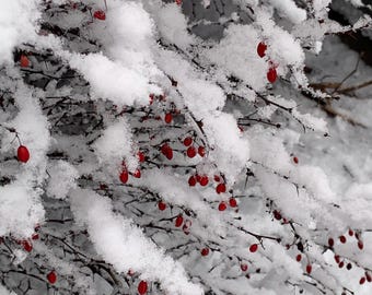 Snow covered Barberry Bush with pops of brilliant red berries Find beauty in winter and nature