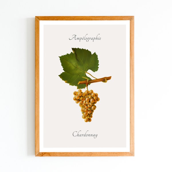 Single Grape Variety Poster - 19 Options - Wine Enthusiast Gift- Educational Art - Viticulture Print - Neutral Decor - Informative Artwork