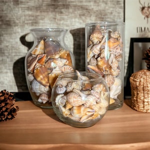 Assortiment de coquillages