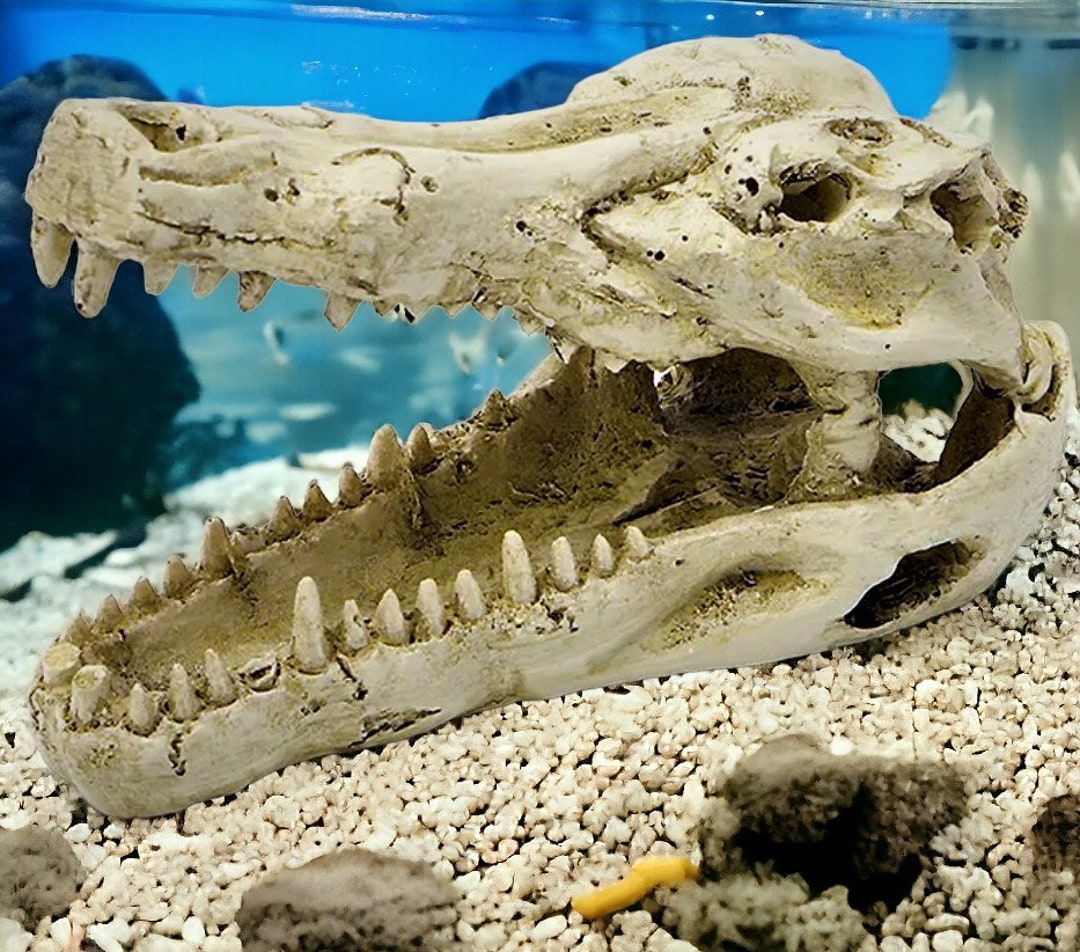 ワニの頭蓋骨水槽オーナメント：先史時代の水槽の装飾（8x13x6cm