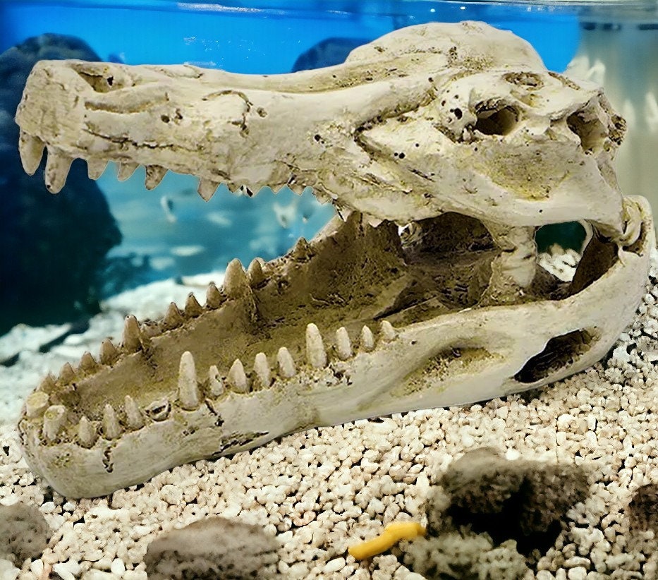 ワニ 鰐 頭骨 頭蓋骨 頭骨標本 中型 インテリア装飾用 Amazon.co.jp: 動物の頭蓋骨像モデル - ワニの頭蓋骨像 - 動物のワニ