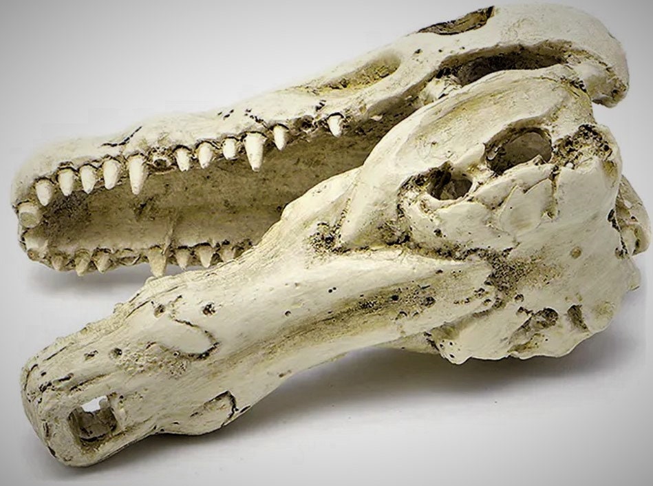 Nobby 28108 Crocodile Skull Aquarium Ornaments, 47.5 x 20.5 x 16 cm
