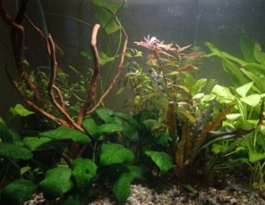 Aquarium Driftwood Roots for Aquascaping Natural Wood Roots Perfect for Fish Tanks Etsy