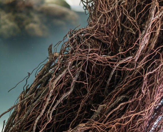 Natural Aquarium Driftwood - 200g Bushy Roots For Fish Tanks, Shrimp Habitats & Reptile Terrariums