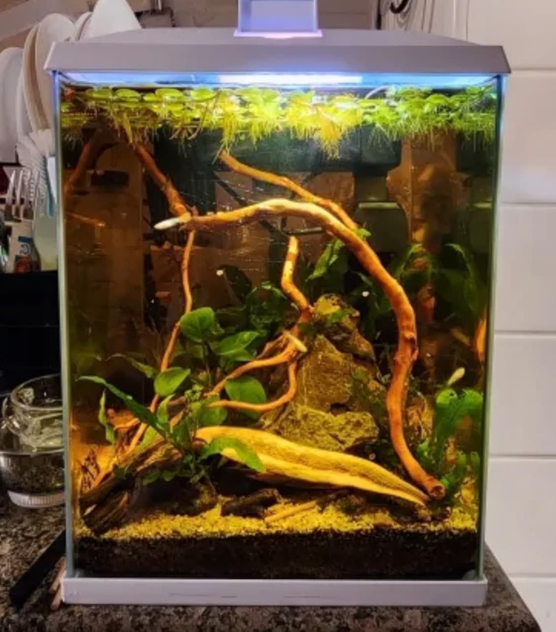 Aquarium Driftwood Roots for Aquascaping Natural Wood Roots Perfect for Fish Tanks Etsy