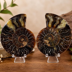May include: Two polished ammonite fossils displayed on clear acrylic stands. Each fossil features a dark brown, spiral shell with intricate, lighter-colored chambers and visible septa lines, showcasing a natural, glossy, and smooth surface texture.