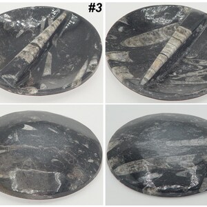 May include: Four oval-shaped, polished stones with a dark gray base and white fossil inclusions. Two stones feature a prominent, light-colored, conical fossil. The stones are labeled #3 and #4.