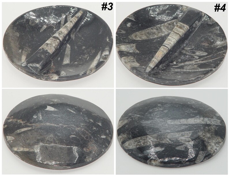 May include: Four oval-shaped, polished stones with a dark gray base and white fossil inclusions. Two stones feature a prominent, light-colored, conical fossil. The stones are labeled #3 and #4.