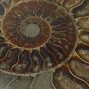 May include: Close-up of a fossilized ammonite shell, showcasing a spiral pattern in shades of brown and tan. The intricate details of the ancient marine creature's shell are visible, highlighting its segmented chambers and textured surface.