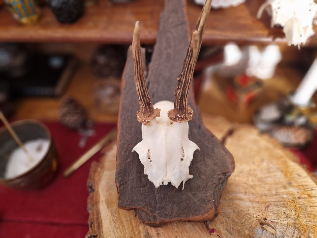 Real Deer Skull on Varnished Driftwood Decorative Object for Witches