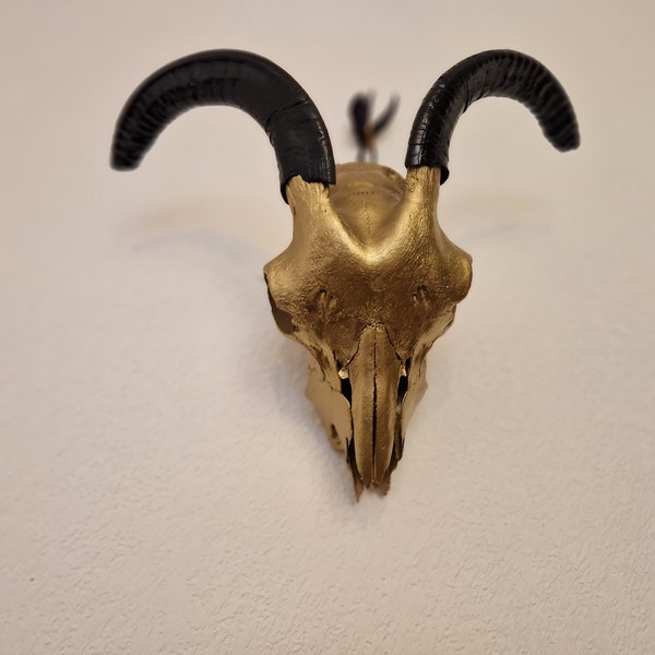 Véritable crane de chèvre doré et noir : objet déco pour sorcière, wicca, cabinet de curiosité