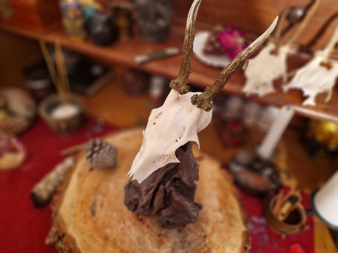 Real Deer Skull on Varnished Driftwood Decorative Object for Witches
