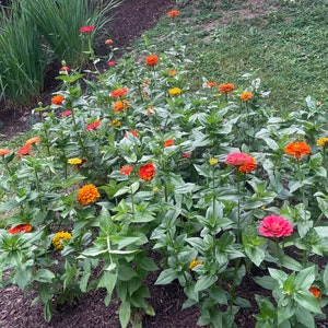 Zinnia seeds