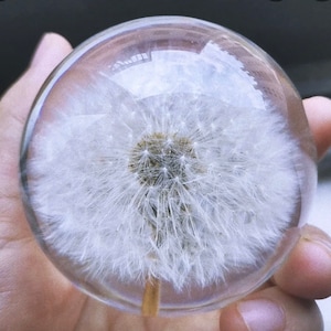 May include: A clear glass sphere with a preserved dandelion inside. The dandelion is white and fluffy, with a brown center.