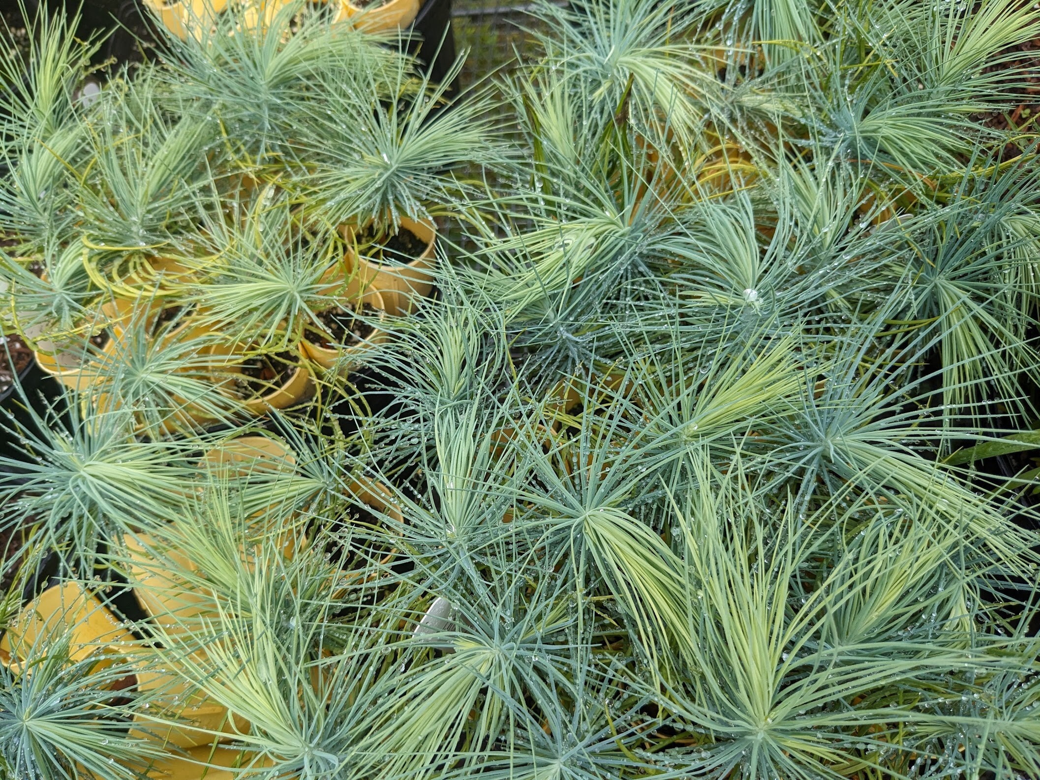 Mexican Pinon Nut Pinus Maximartinezii Etsy