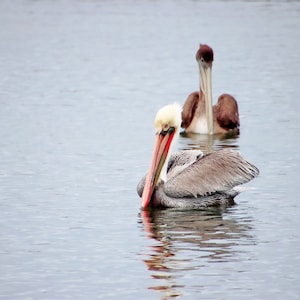 Brown Pelican Wetlands Huntington Beach, California Premium Matte horizontal Posters, Bird Photo, Wall Art
