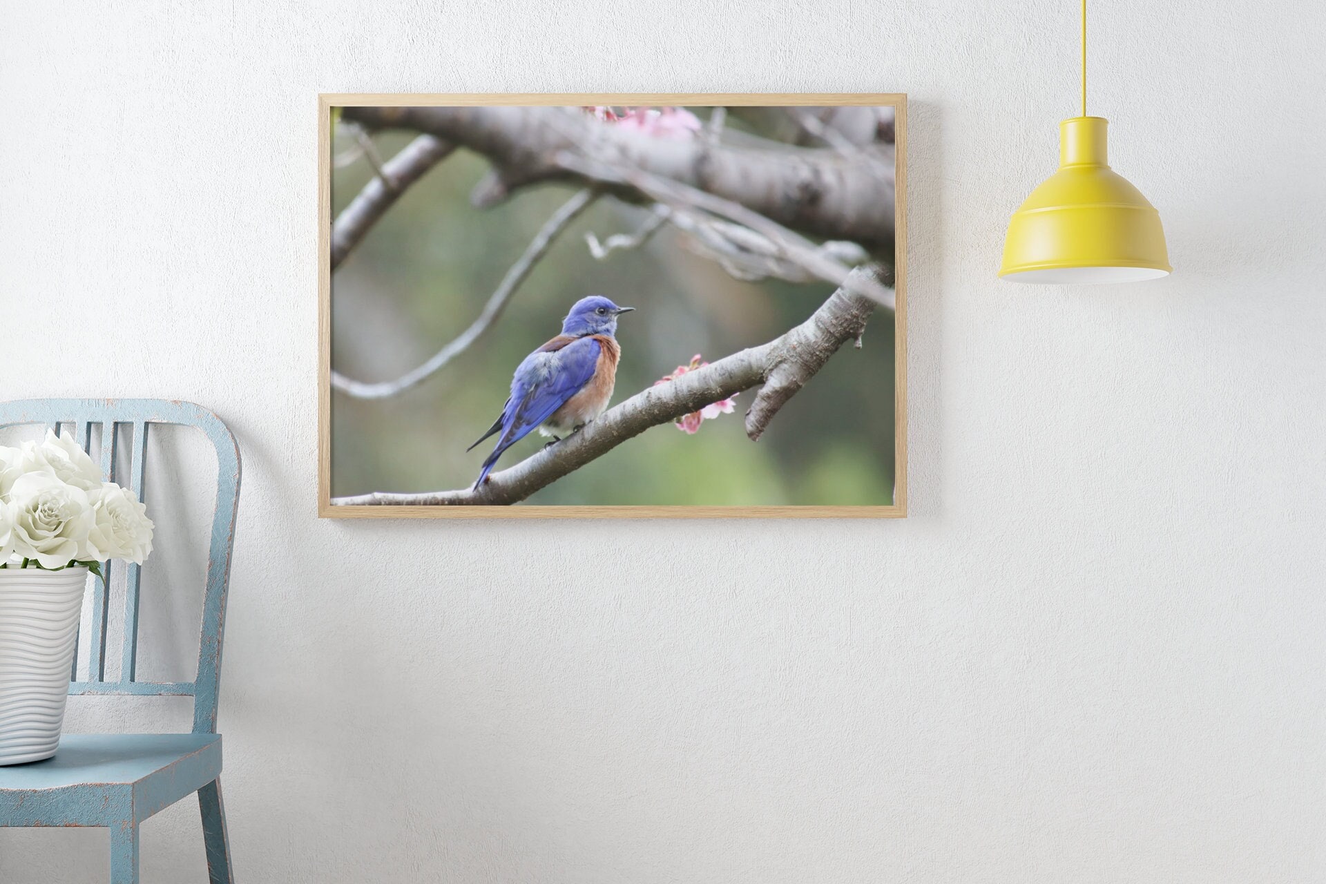 Bluebird Photo, Bluebird Print, Bluebird Picture, Eastern Bluebird