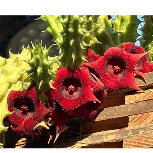 May include: A succulent plant featuring vibrant, deep red, star-shaped flowers with five pointed petals and a textured, dark center. The plant has thick, light green, spiky, ribbed stems that grow vertically alongside the blooming flowers.